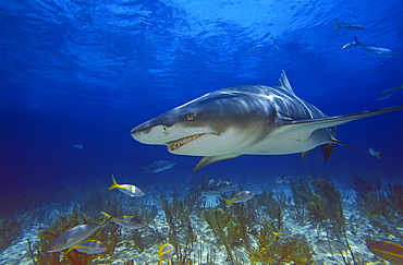 Lemon Shark