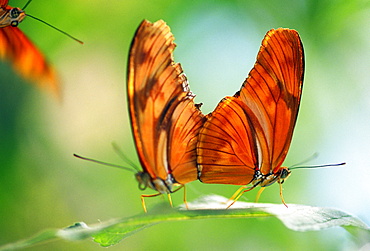 Two Butterflies On A Leaf