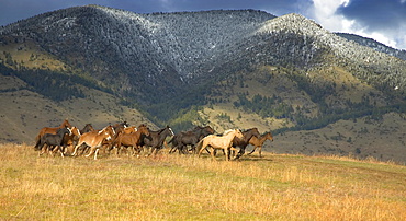 Horse And Mule Stampede In The Bridger Mountains, Northern Montana