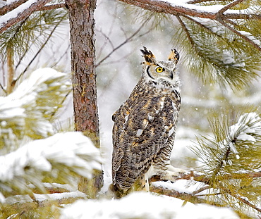 Long Eared Owl