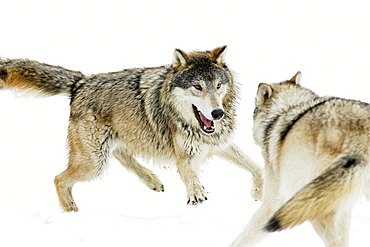 Aggressive Wolves