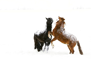 Horses Prancing In The Snow