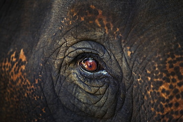 Closeup Of An Animal's Eye