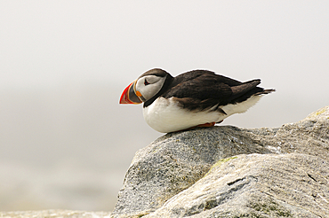 An Atlantic puffin rests on a rock on a foggy morning., Machias Seal Island, Maine.