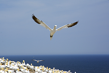 A northern gannet takes flight over a colony of nesting gannets on cliff edge., Bonaventure Island, Quebec, Canada.