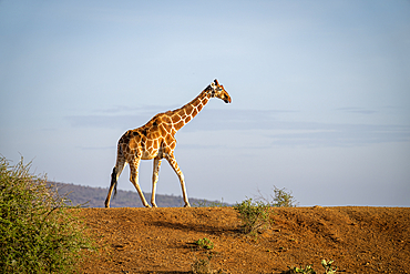 Reticulated giraffe (Giraffa reticulata) crossing an earth dam on the horizon against a blue sky, Laikipia, Kenya