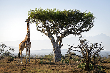 Reticulated giraffe (Giraffa reticulata) stands on the savannah browsing an acacia tree near Mount Kenya, Laikipia, Kenya