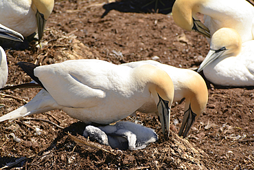 A pair of northern gannets with a chick repair their nest., Ile Bonaventure et du Rocher-Perce National Park, Bonaventure Island, Gaspe Peninsula, Quebec, Canada.