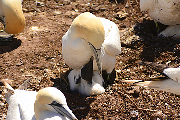 A nesting northern gannet with its hungry chick on the nest., Ile Bonaventure et du Rocher-Perce National Park, Bonaventure Island, Gaspe Peninsula, Quebec, Canada.