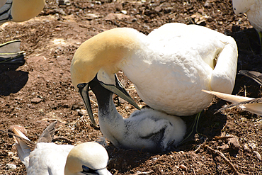 A northern gannet feeds its chick regurgitated fish., Ile Bonaventure et du Rocher-Perce National Park, Bonaventure Island, Gaspe Peninsula, Quebec, Canada.