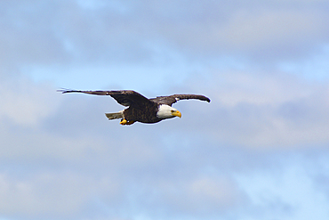 A bald eagle, Haliaeetus leucocephalus, in flight., Cape Breton, Nova Scotia, Canada.