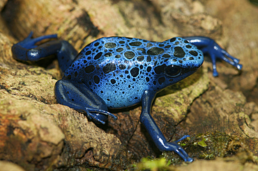 Close up portrait of a blue poison dart frog, Dendrobates azureus, native to Brazil and Suriname., Atlanta Botanical Garden, Atlanta, Georgia.