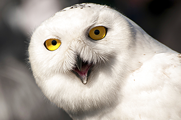 Close up portrait of a snowy owl, Bubo scandiacus., Parker River National Wildlife Refuge, Plum Island, Massachusetts.