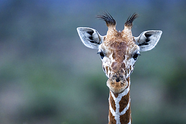 Close-up of Reticulated giraffe (Giraffa camelopardalis reticulata) gazing at camera, Segera, Laikipia, Kenya