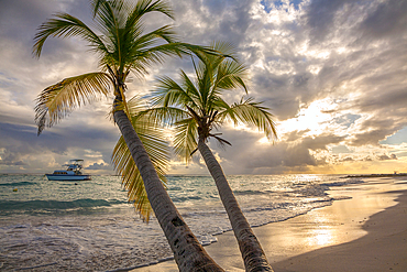 Close-up of palm tree with a yacht moored off shore and the turquoise water and foamy surf rolls onto the pristine white sand beach at twilight in the small village of Worthing, Worthing, Barbados, Caribbean