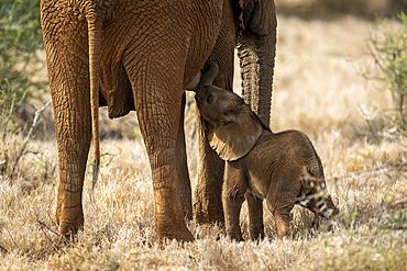 African bush elephant (Loxodonta africana) standing on the savannah while nursing young calf at Segera, Segera, Laikipia, Kenya