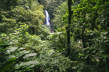 Trafalgar Falls on the island of Dominica in the Caribbean, an incredible double waterfall, one of which runs hot, Dominica, West Indies