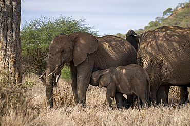 African bush elephant (Loxodonta africana) nurses calf under tree, Kenya