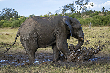 African bush elephant (Loxodonta africana) stands splashing muddy water in Chobe National Park, Botswana