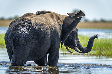 African bush elephant (Loxodonta africana) flaps ears in river in Chobe National Park, Botswana