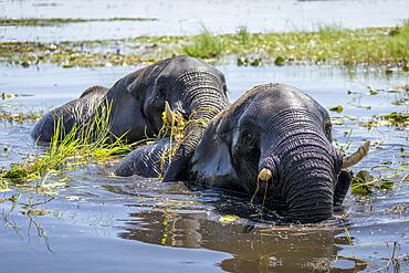 African bush elephant (Loxodonta africana) follows another in river in Chobe National Park, Botswana