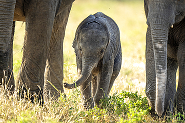 Baby African bush elephant (Loxodonta africana) walks between parents in Chobe National Park, Botswana