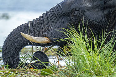 Close-up of African elephant (Loxodonta africana) eating in river in Chobe National Park, Botswana