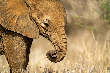 Close-up of baby African elephant (Loxodonta africana) rolling trunk, Segera, Laikipia, Kenya