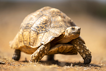 Leopard tortoise (Stigmochelys pardalis) walks past over dry grass, Laikipia, Kenya