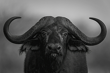 Mono, close-up portrait of a Cape Buffalo (Syncerus caffer) standing, eyeing camera in Segera, Segera, Laikipia, Kenya