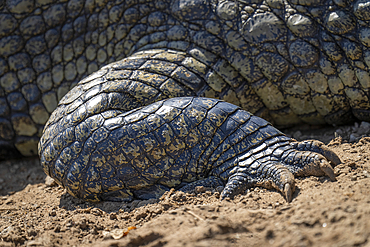 Close-up of Nile crocodile foot (Crocodylus niloticus) in sunshine in Chobe National Park, Botswana