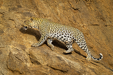 Leopard (Panthera pardus) walking across sloping rockface in sunshine, Laikipia, Kenya