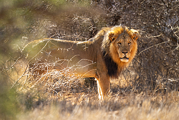 Portrait of a male lion (Panthera leo) standing among bushes, looking mournful at the camera, Laikipia, Kenya