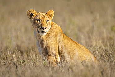 Close-up of a young lion (Panthera leo) sitting in the grass, turning head, Laikipia, Kenya