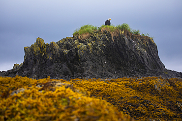 A wet bald eagle (Haliaeetus leucocephalus) sits perched on a nest in grass atop an island at low tide, exposing rock and orange, yellow seaweed on a cloudy day in Prince William Sound, Alaska, United States of America