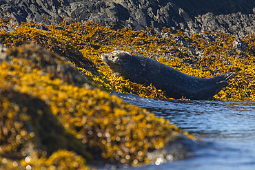 Harbor seal (Phoca vitulina) just above tideline lying down on a bed of yellow, orange seaweed in the sun, on a summer day in Prince William Sound, Alaska, United States of America