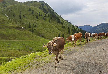 Dairy cows on alm in the Tyrol, Alpbach, Austria