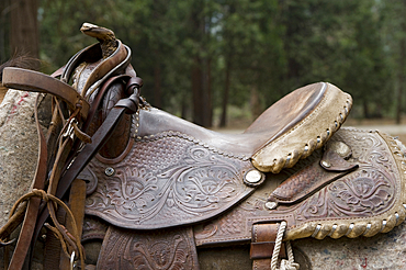 Close-up of a leather saddle strapped onto a horse with trees in the background in King's Canyon National Park, California, United States of America