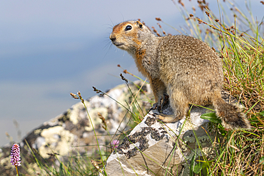 Richardson Ground Squirrel (Urocitellus richardsonii), also known as a Siqsiq, seen along the Dempster Highway in the Yukon, Yukon, Canada