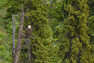 Bald eagle (Haliaeetus leucocephalus) in a tree along the Yukon River, Whitehorse, Yukon, Canada