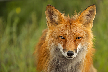 Close-up portrait of a Red fox (Vulpes vulpes), Whitehorse, Yukon, Canada