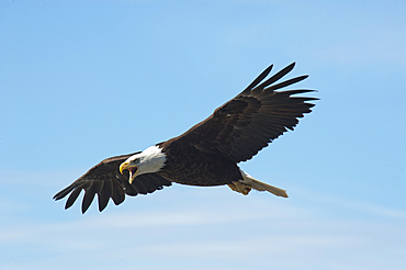 Mighty Bald eagle (Haliaeetus leucocephalus) giving alarm calls while in flight letting everyone know he's near by, Anchor Point, Alaska, United States of America