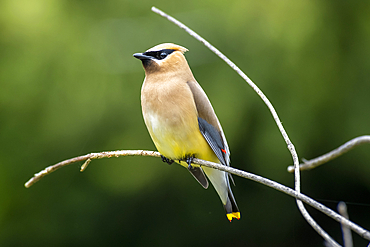 Close-up portrait of a proud male Bohemian waxwing (Bombycilla garrulus) perched on a twig, Olympia, Washington, United States of America