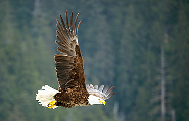 Bald eagle (Haliaeetus leucocephalus) in flight with a forest in the background, near Petersburg, Inside Passage, Alaska, USA, Alaska, United States of America