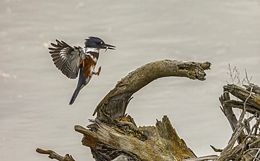 Bird carrying a small fish lands on driftwood at the water's edge, Alaska, United States of America