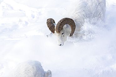 View from directly above of a male Bighorn sheep (Ovis canadensis) standing on a snowy ridge, Alaska, United States of America