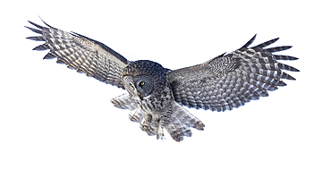 Owl with grey and white plumage in flight on a white background, Alaska, United States of America