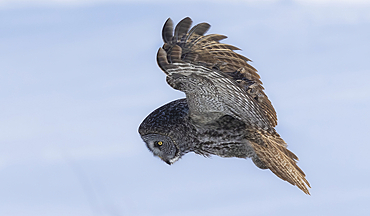 Owl looking down while in flight, Alaska, United States of America