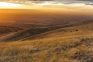 Dusty sunset and grazing cows with a distant view of vast farmland in Eastern Washington, USA, Walla Walla, Washington, United States of America