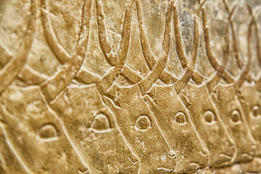 Close-up detail of water buffalo hieroglyphs at Saqqara, village of ancient, Egyptian burial grounds, Saqqara, Egypt